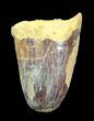 Cretaceous Fossil Crocodile Tooth - Morocco #50265-1
